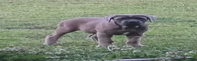 Cane Corso Puppy 7