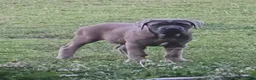 Cane Corso dogs for sale: Cane Corso Puppy 7 - Ad 1