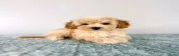 Cavapoo dogs for sale: Pudding - Ad 3