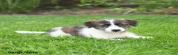 Mixed Breed dogs for sale: Freddie - Ad 5