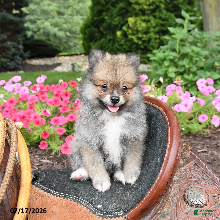 Pomeranian dogs Rascal - Ad 2