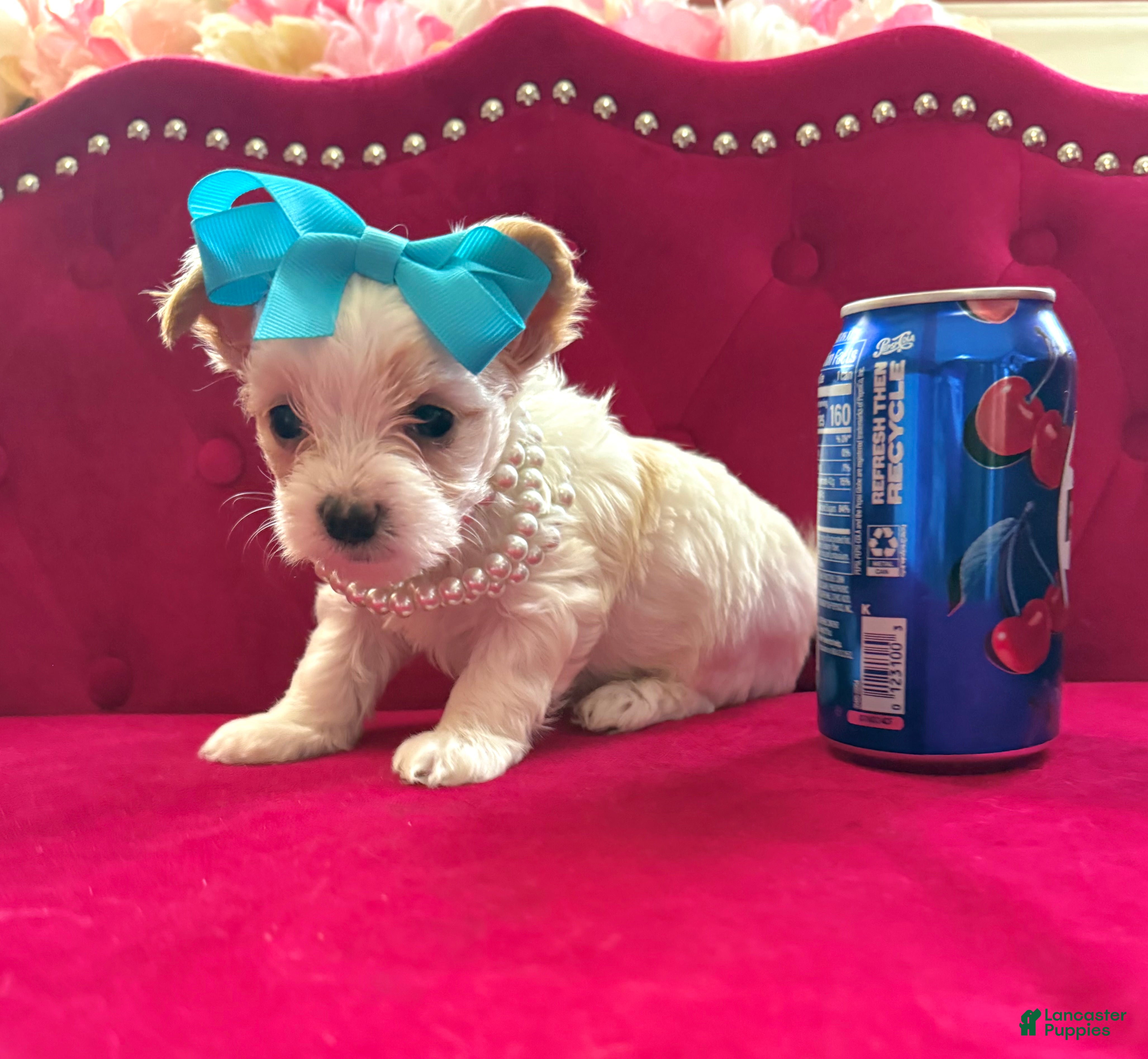 Yorkshire Terrier dogs Mango - Ad 1