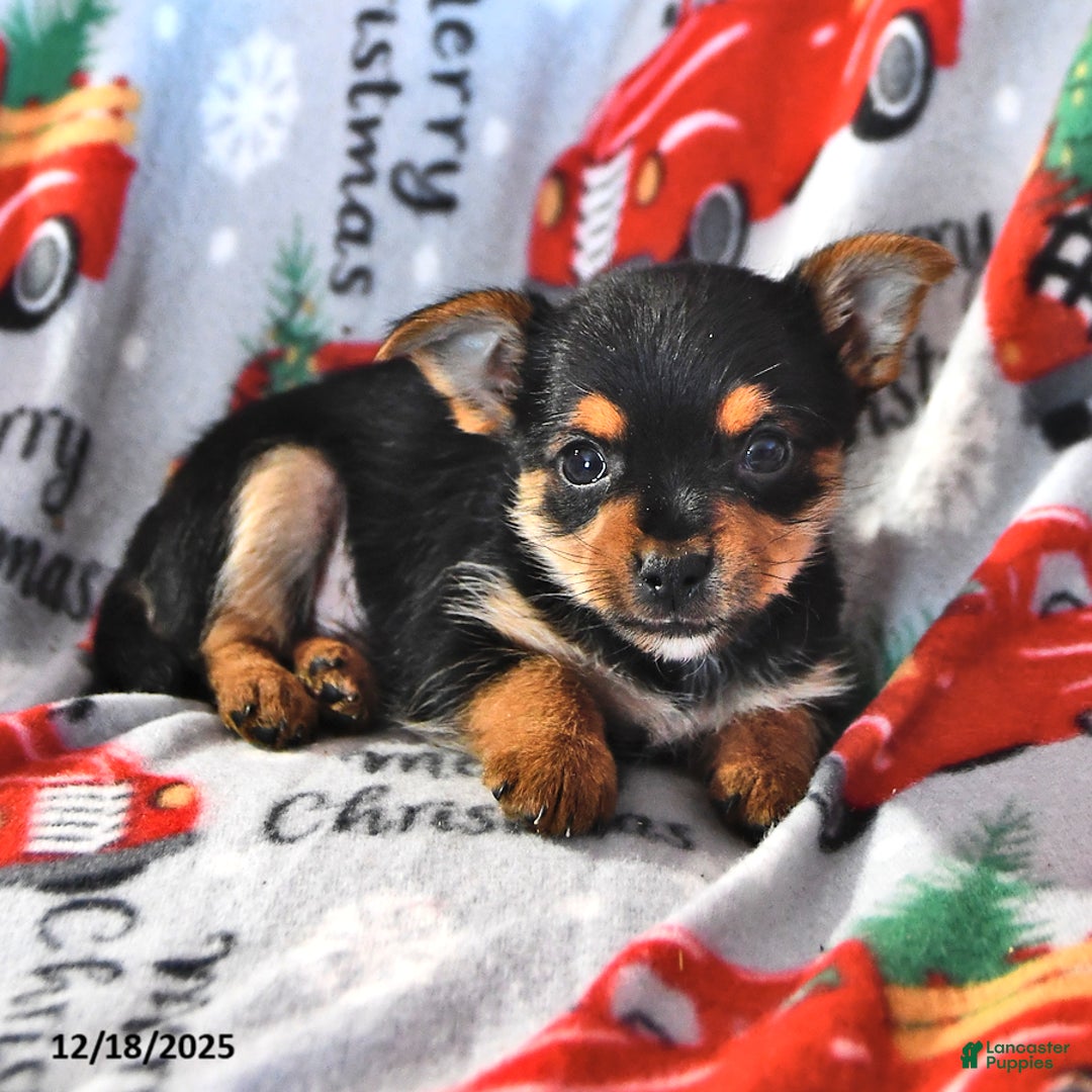 Morkie dogs for sale: Marty - Ad 3