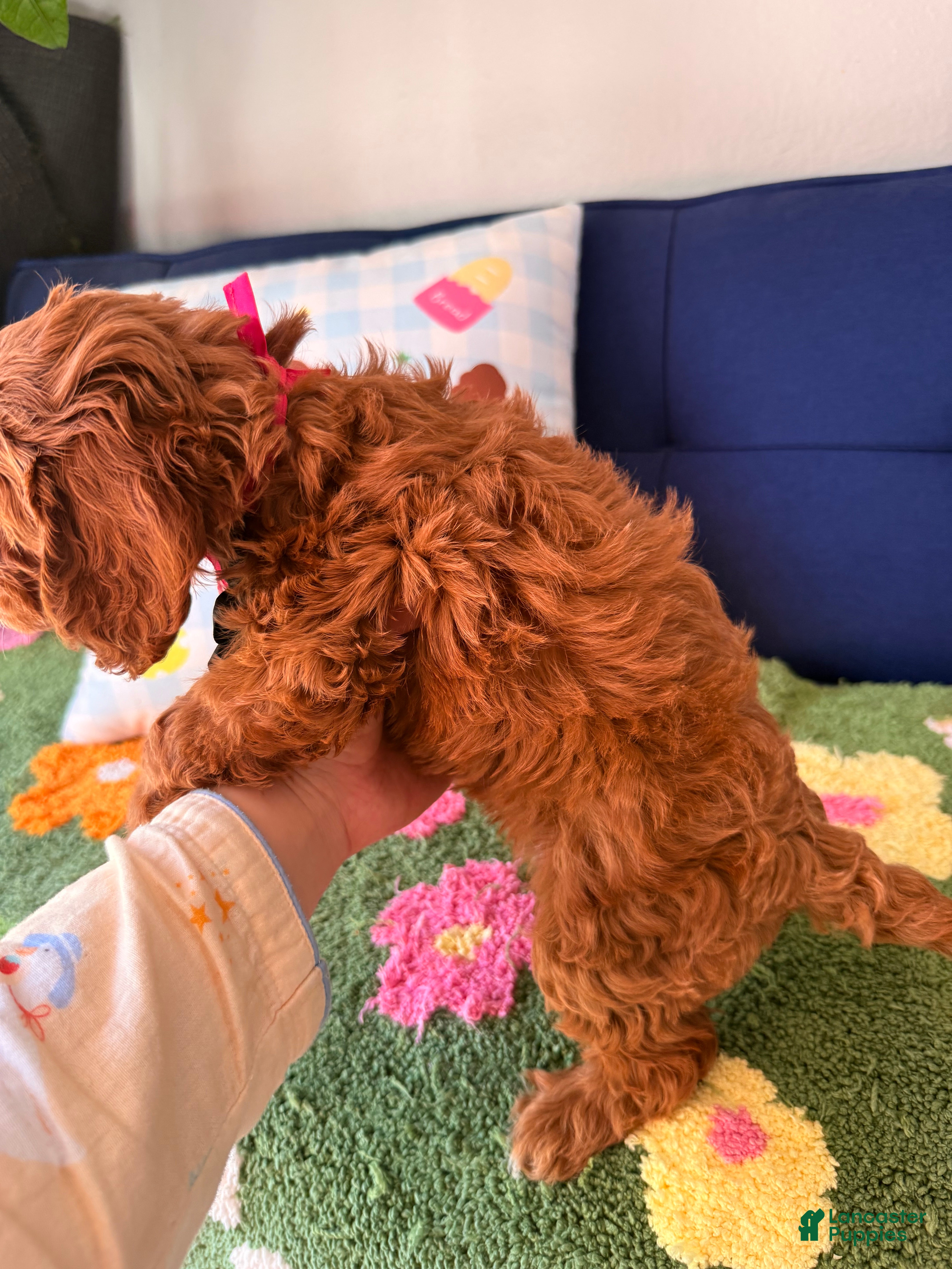 Cavapoo dogs for sale: Luna - Ad 2