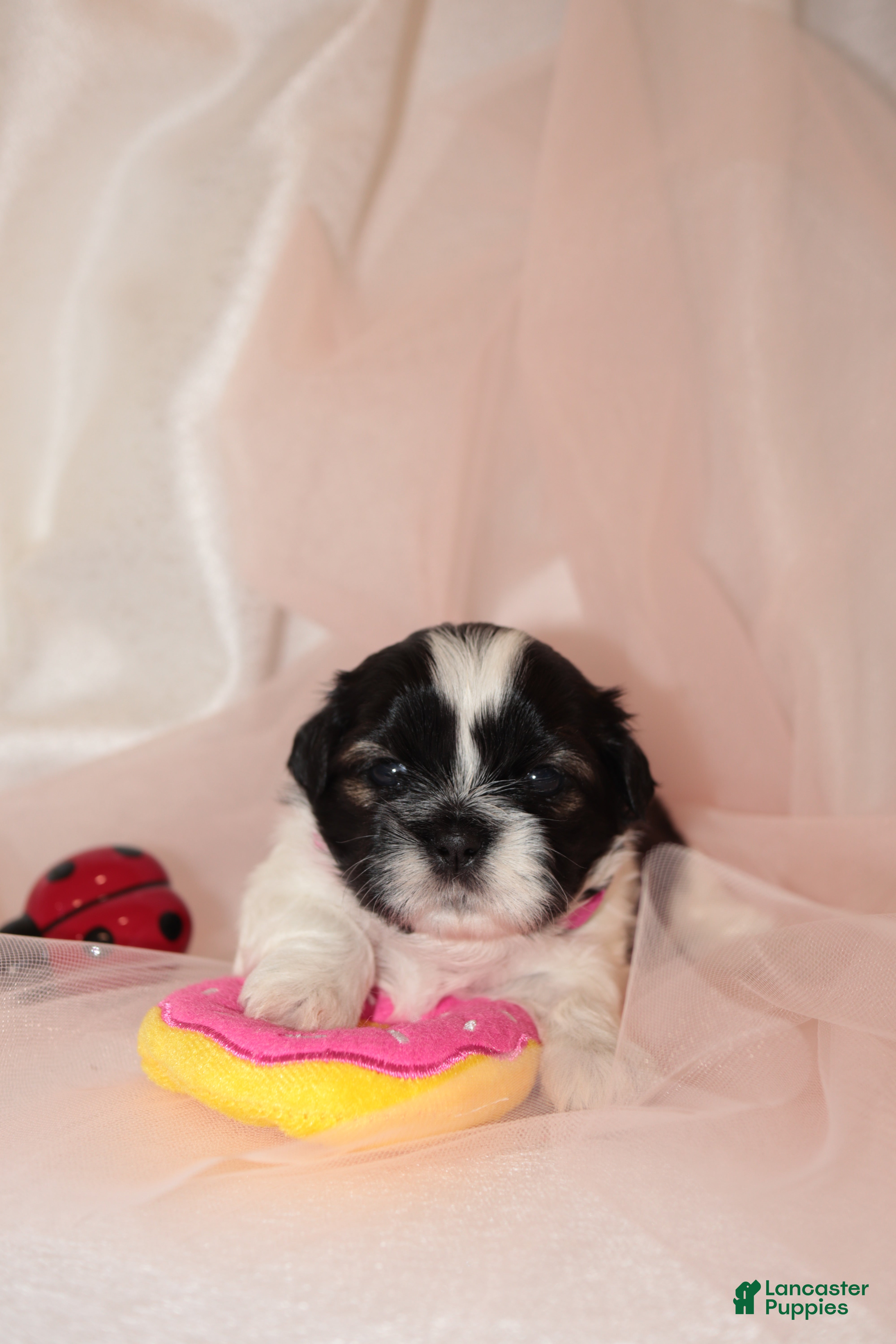 Shih Tzu dogs Shih Tzu Puppy 6 - Ad 2