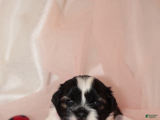 Shih Tzu dogs Shih Tzu Puppy 6 - Ad 38
