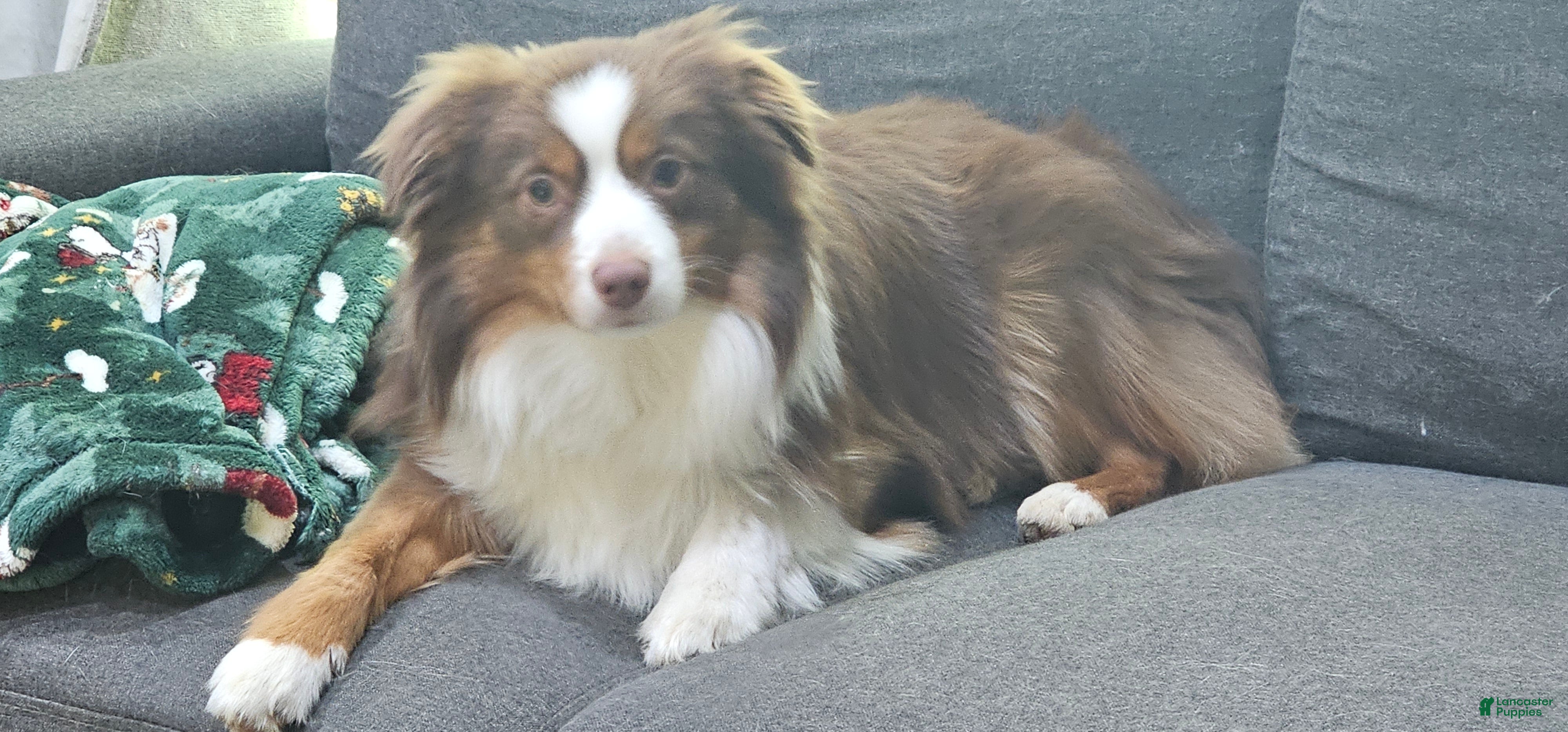 Miniature Australian Shepherd dogs Bread - Ad 1