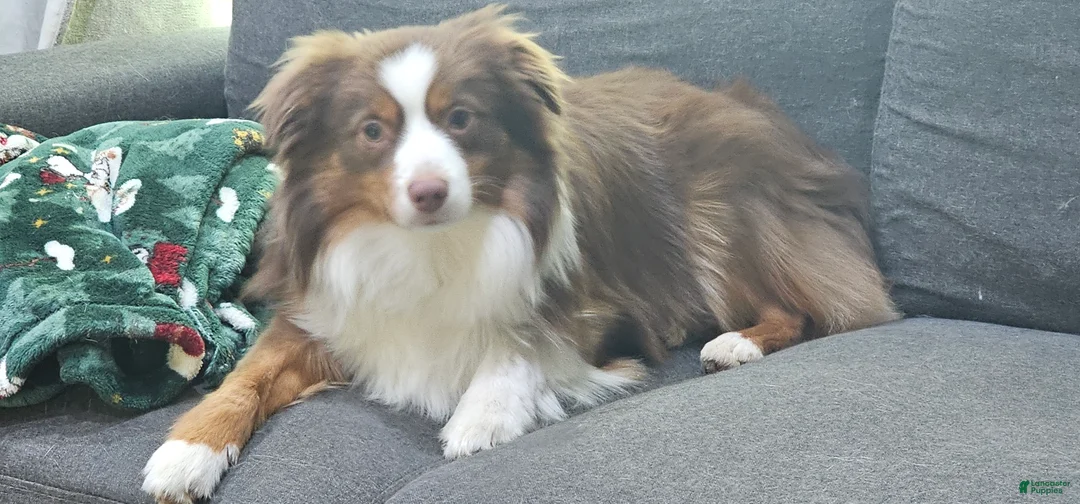 Miniature Australian Shepherd dogs for sale: Bread - Ad 1