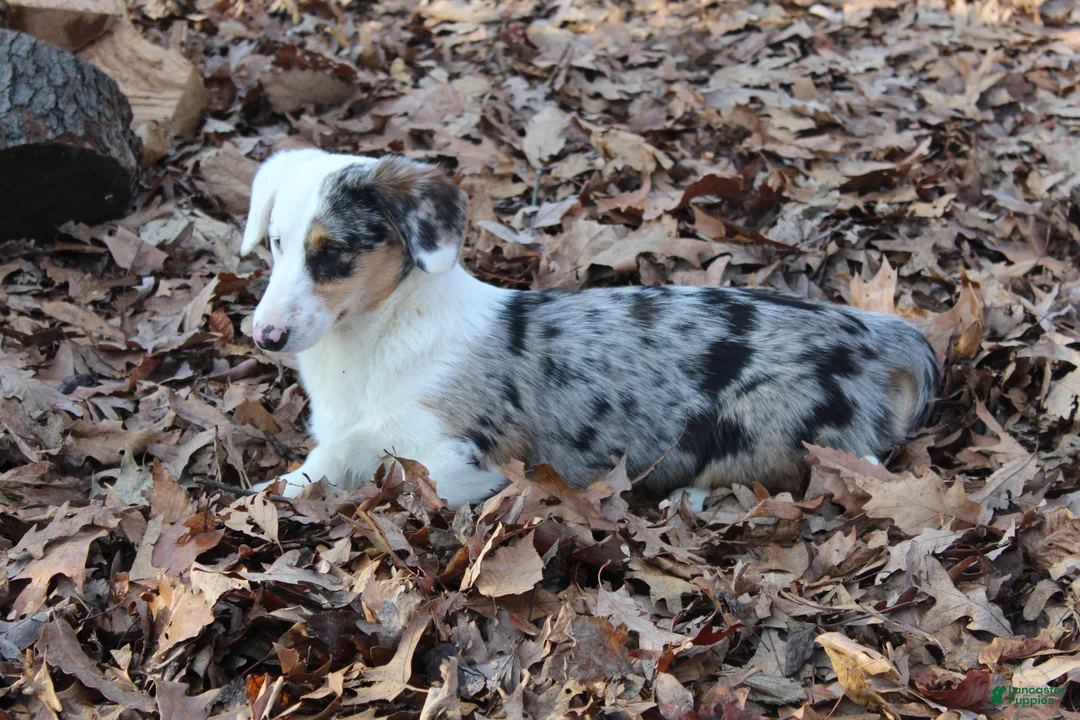 Mixed Breed dogs for sale: Mixed Breed Puppy 2 - Ad 1