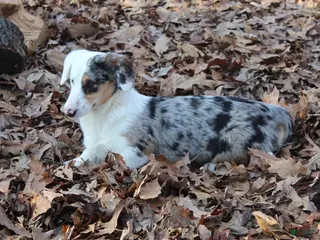 Mixed Breed dogs for sale: Mixed Breed Puppy 2 - Ad 1