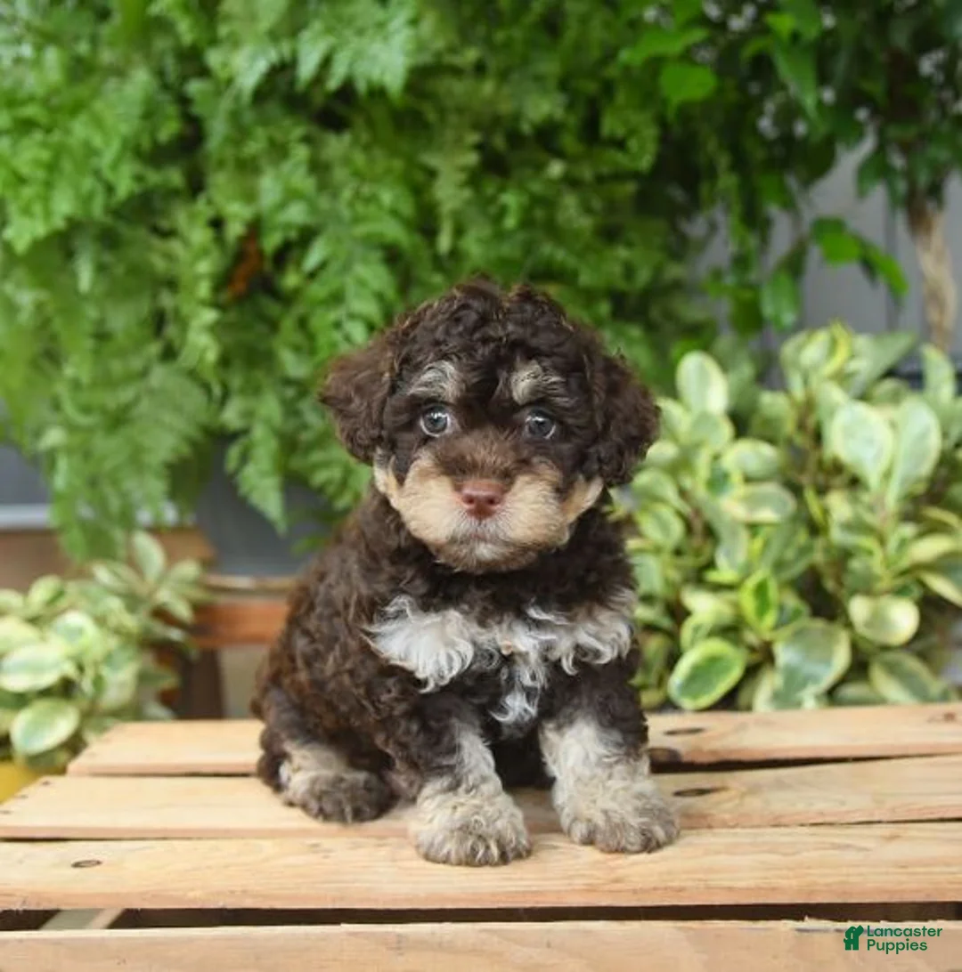 Gallery Image {{count}}