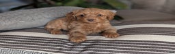 Yorkiepoo dogs for sale: Mallory - Ad 4