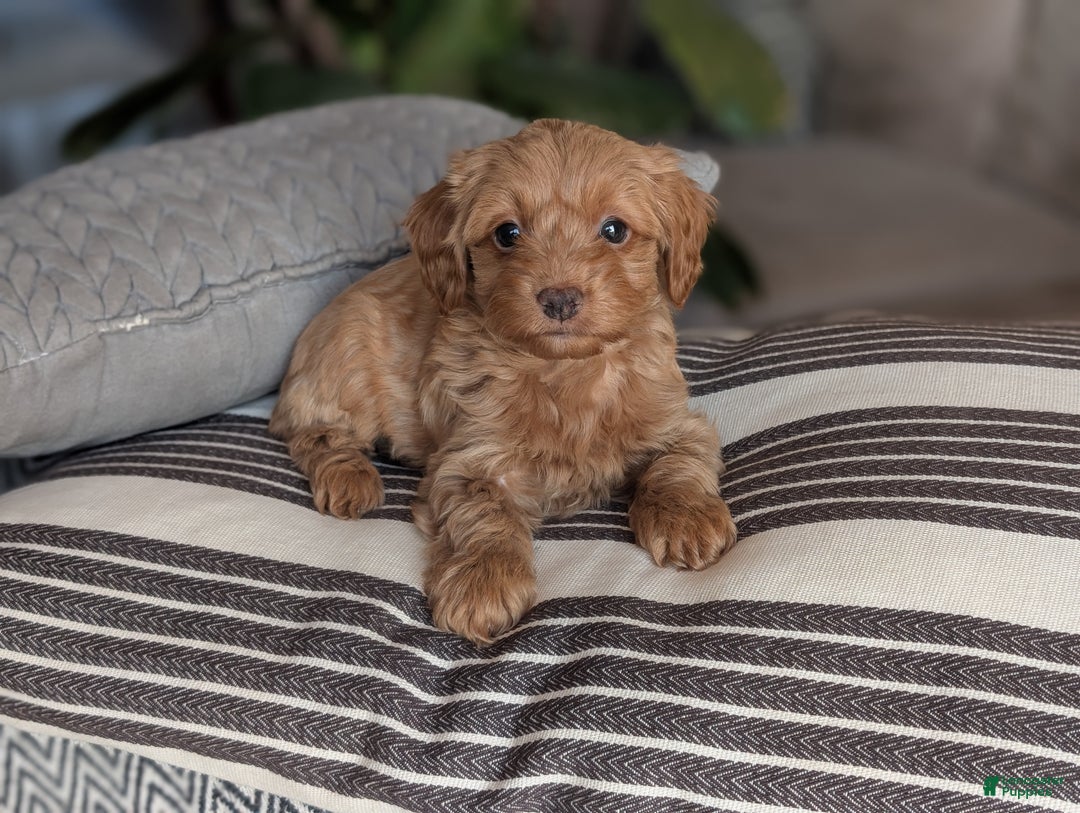 Yorkiepoo dogs for sale: Mallory - Ad 4