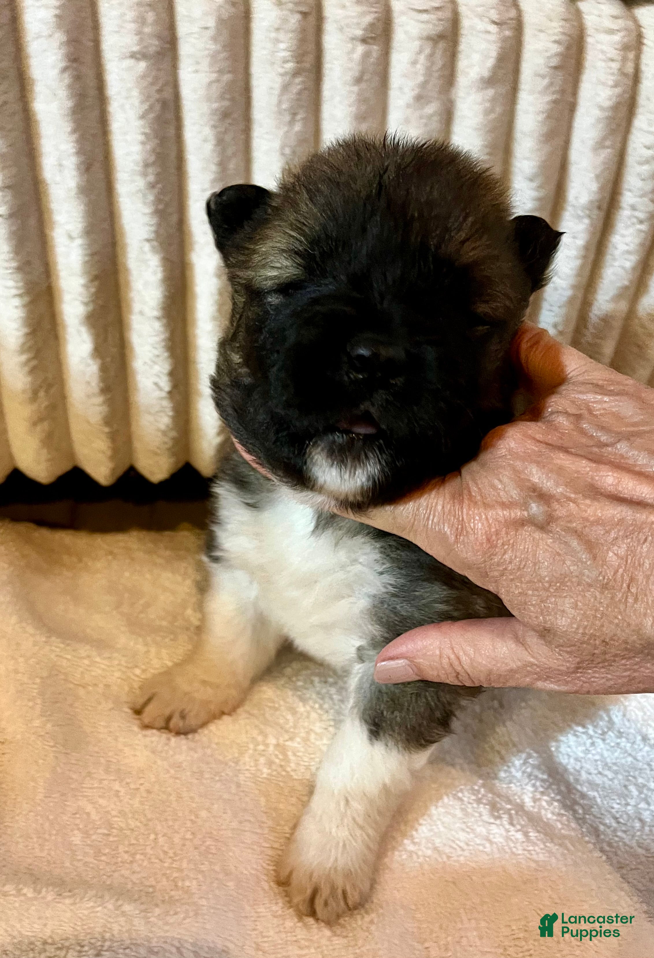 Akita dogs Leisure - Ad 1