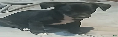 Chihuahua 2
