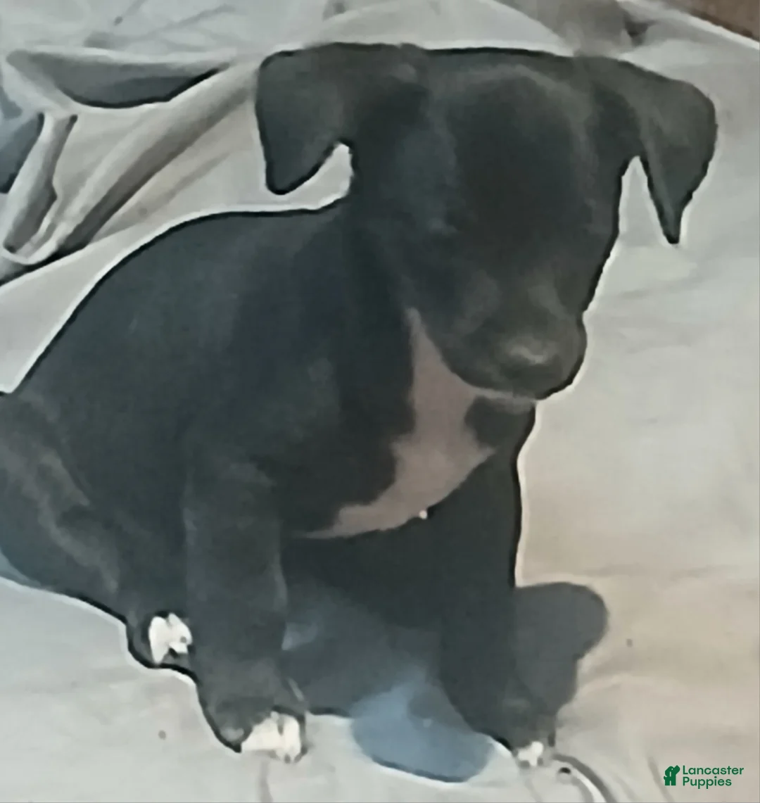 Chihuahua dogs for sale: Chihuahua 2 - Ad 1