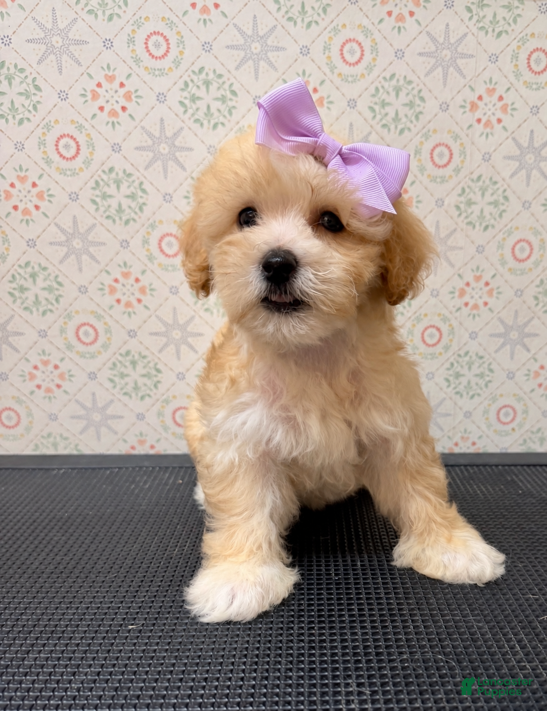 Maltipoo dogs Rosie - Ad 8