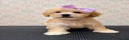 Maltipoo dogs for sale: Rosie - Ad 1