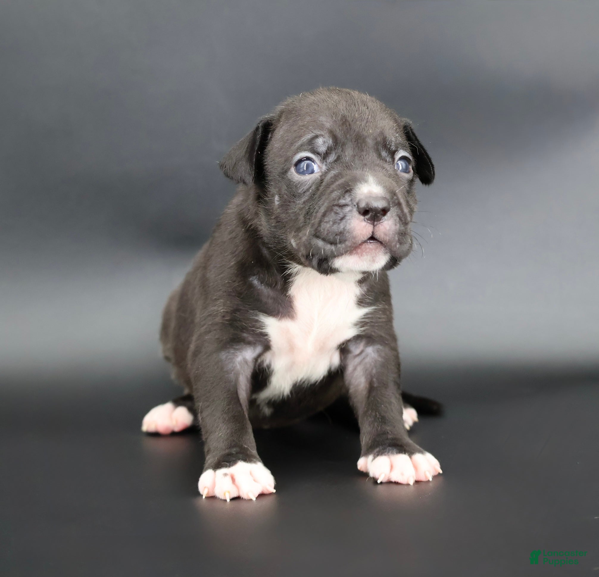 American Bully dogs Valentina - Ad 24