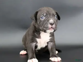 American Bully dogs Valentina - Ad 40