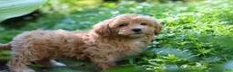 Maltipoo dogs for sale: Letty - Ad 3
