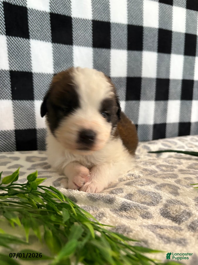 Saint Bernard dogs Tesla - Ad 2