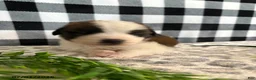 Saint Bernard dogs for sale: Tesla - Ad 2
