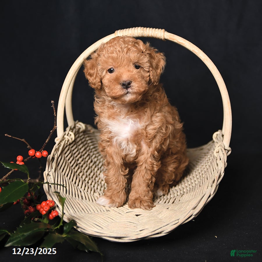 Toy Poodle dogs Tiny Kodac - Ad 42