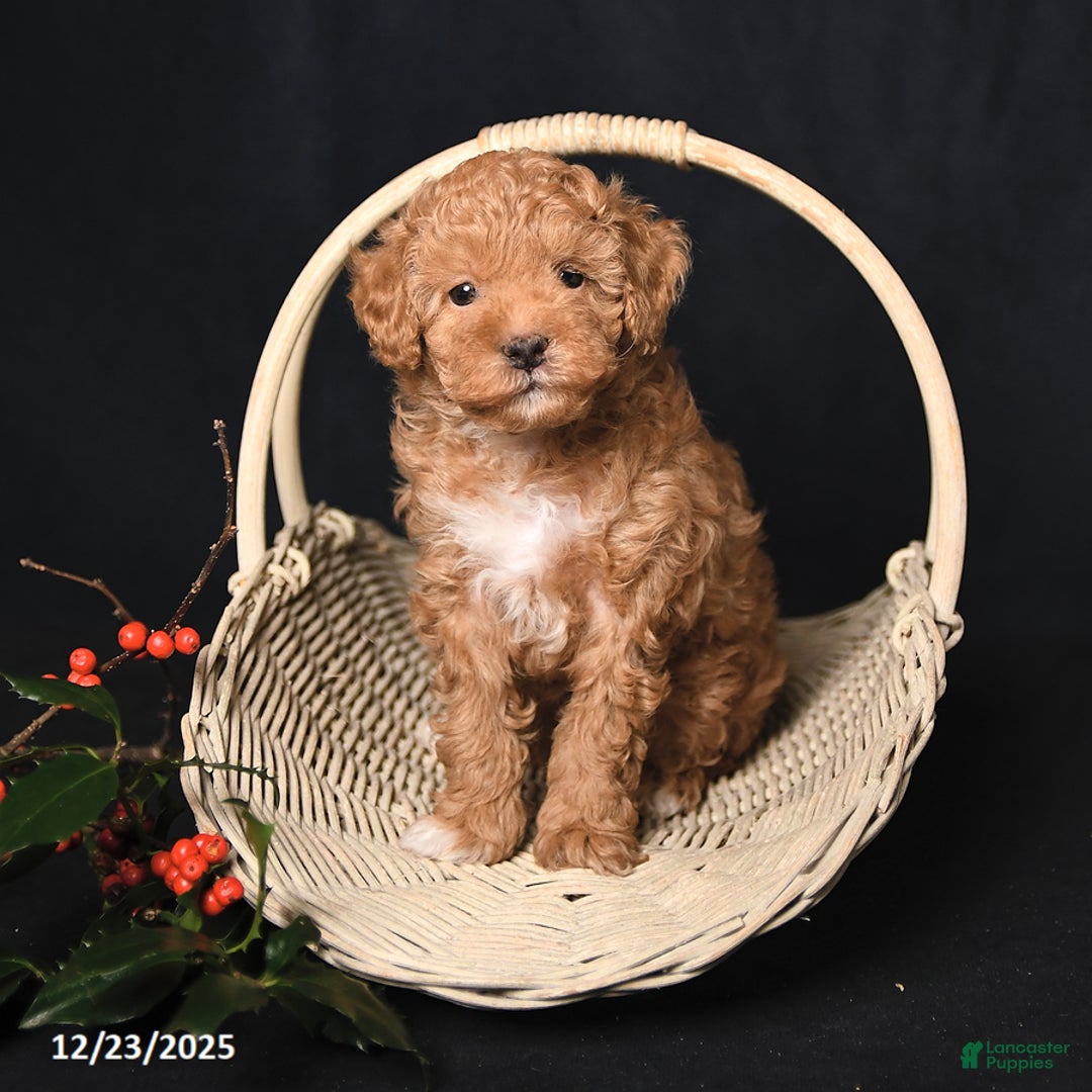Toy Poodle dogs for sale: Tiny Kodac - Ad 1