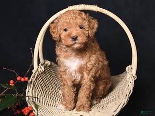 Toy Poodle dogs Tiny Kodac - Ad 37