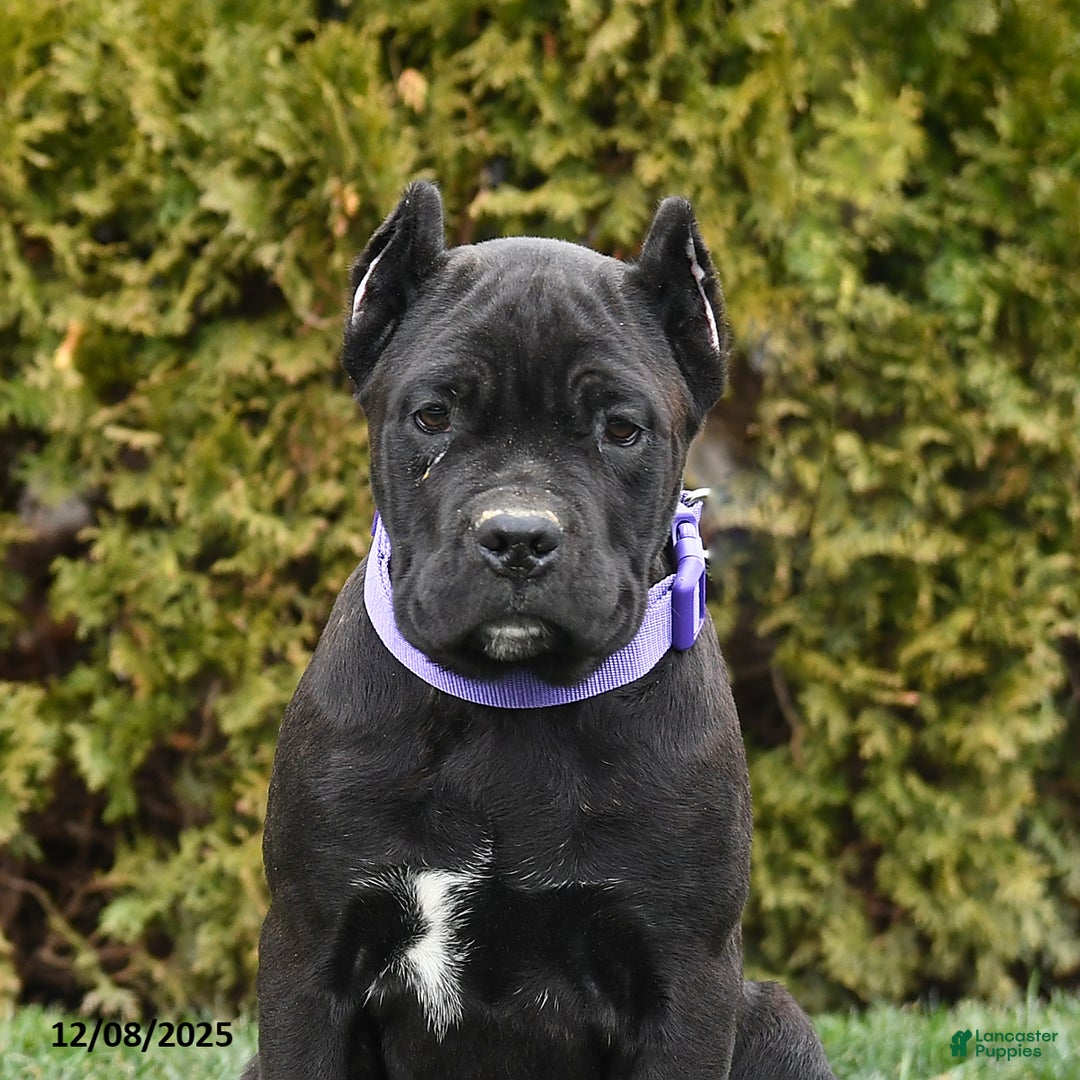 Cane Corso dogs for sale: Meadow - Ad 5
