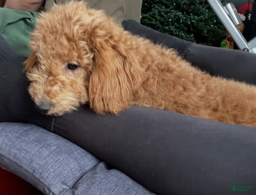 Mini Goldendoodle dogs for sale: El - Ad 4