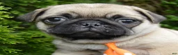 Pug dogs for sale: Porter - Ad 16