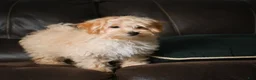 Maltipoo dogs for sale: Jackson - Ad 5