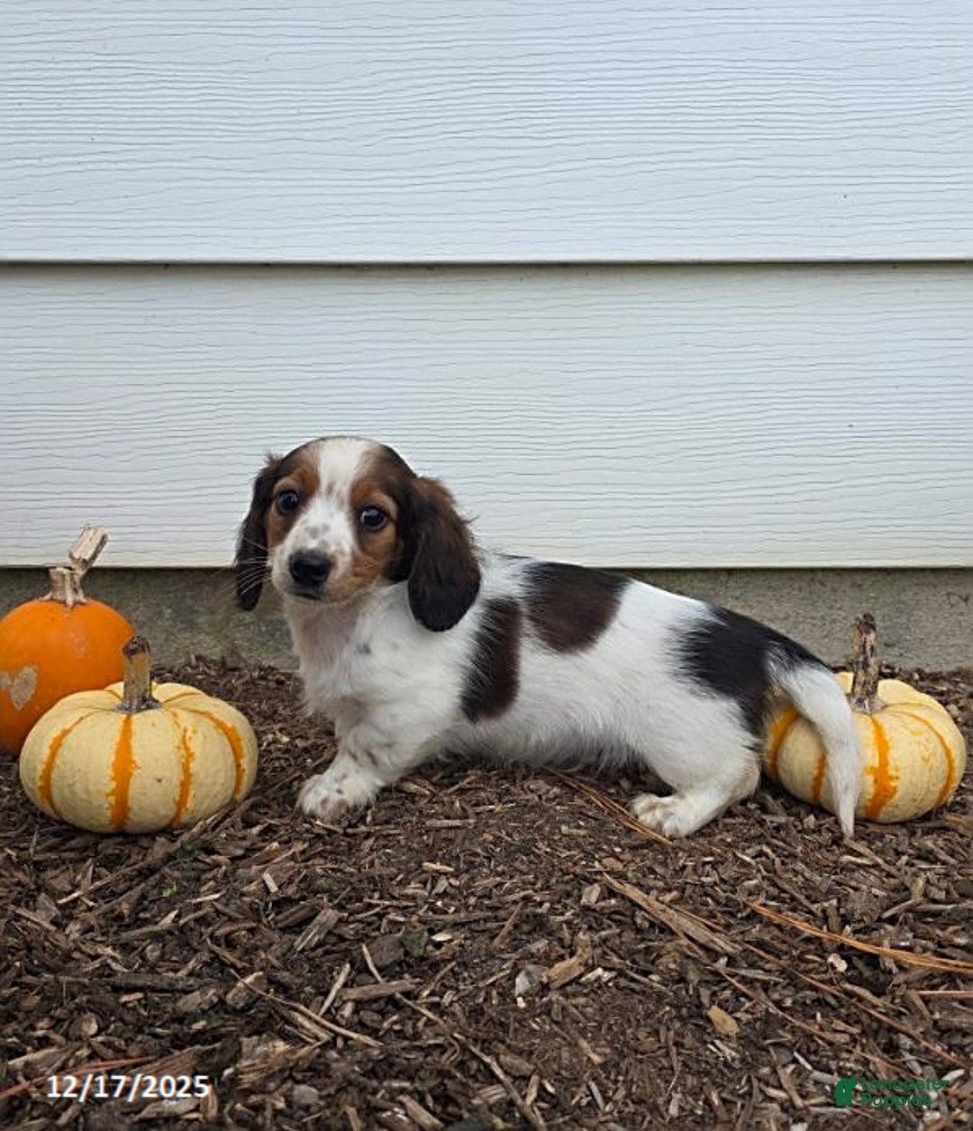 Miniature Dachshund dogs for sale: Shawn - Ad 1