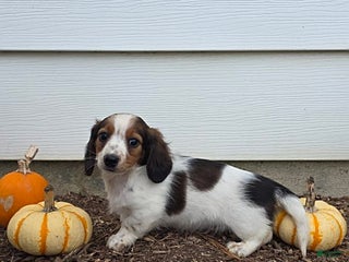 Miniature Dachshund dogs Shawn - Ad 39