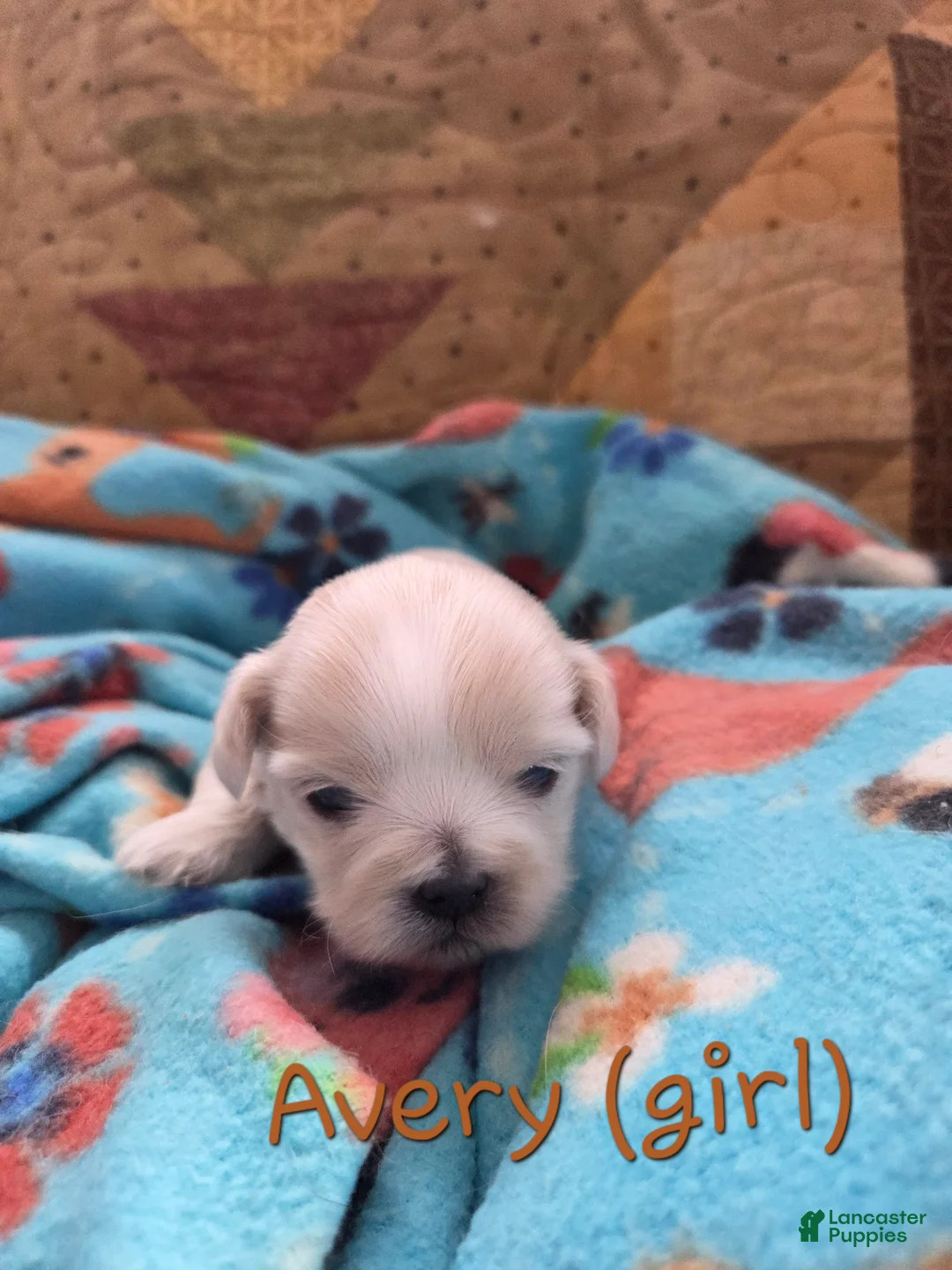 Malshi dogs for sale: Avery - Ad 1