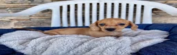 Miniature Dachshund dogs for sale: Fawn - Ad 4