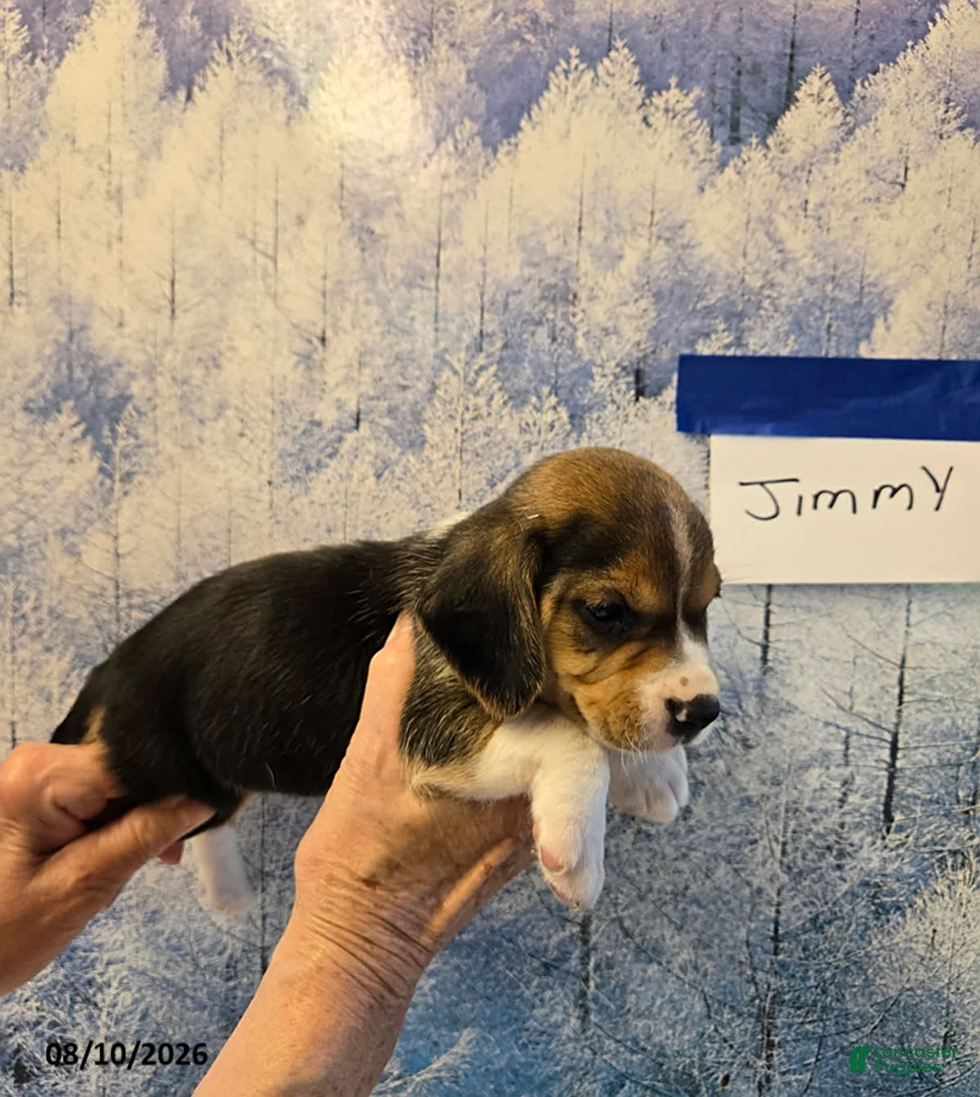 Beagle dogs for sale: Jimmy - Ad 1
