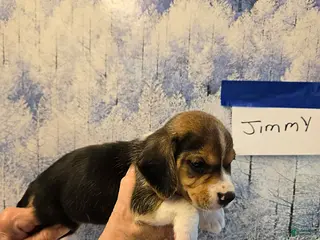 Beagle dogs Jimmy - Ad 31