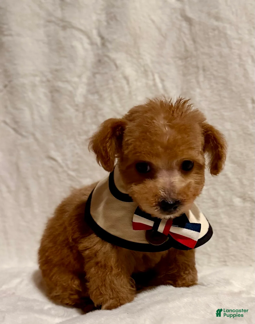 Toy Poodle dogs for sale: Junior - Ad 5