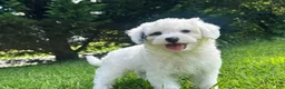 Mini Bernedoodle dogs for sale: ☀️ 🏄‍♀️ 🏖️ SUMMER 🏖️ 🏄‍♀️ ☀️  - Ad 5