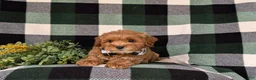 Cockapoo dogs for sale: Bryson 9 lbs Full Grown - Ad 6