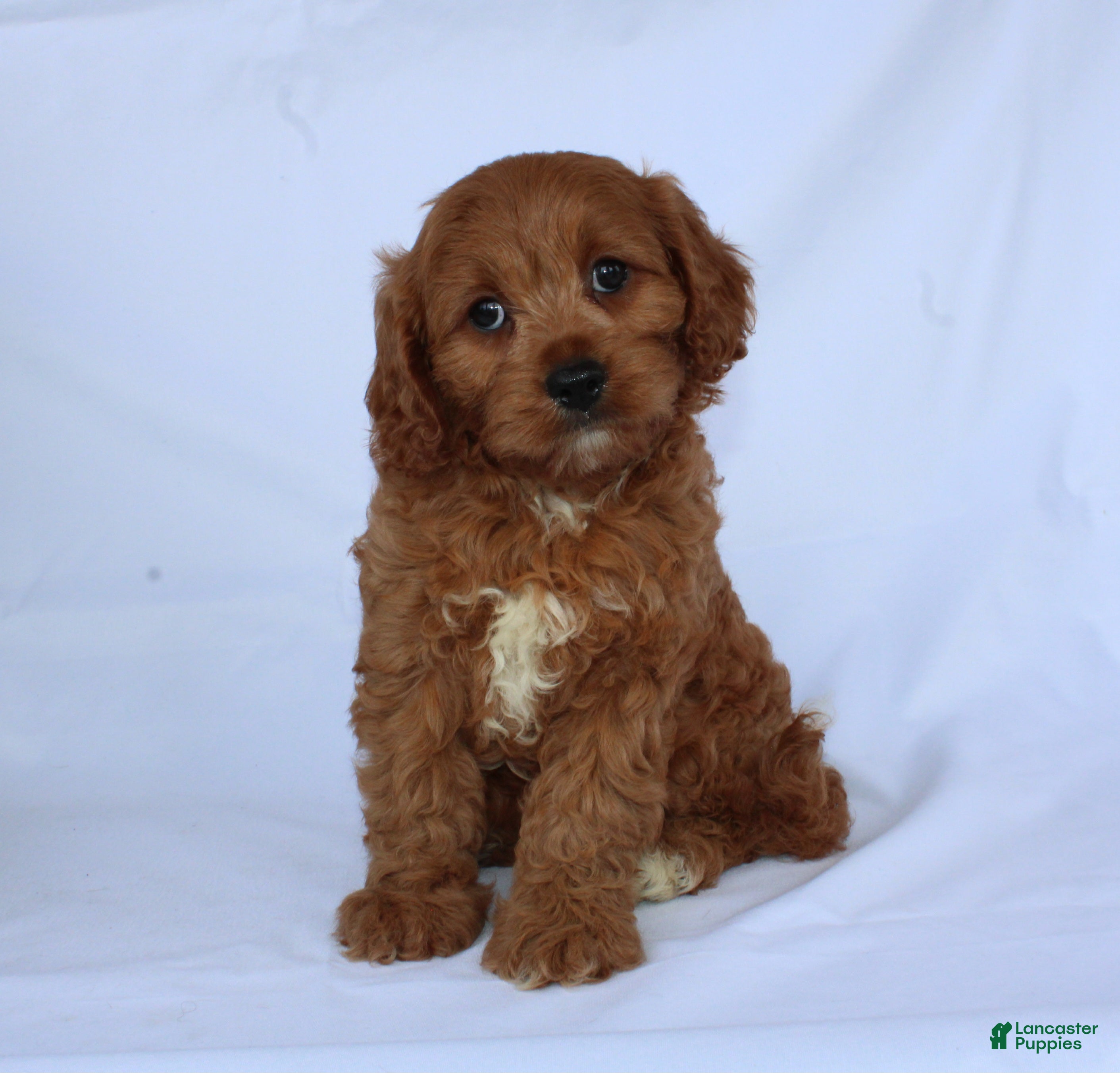 Cavapoo dogs Sugar - Ad 1