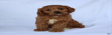 Sugar