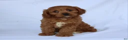 Cavapoo dogs for sale: Sugar - Ad 1