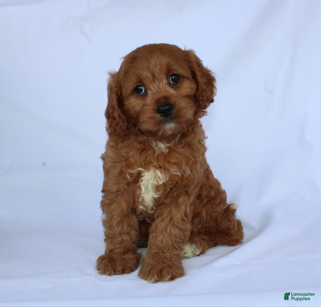 Cavapoo dogs for sale: Sugar - Ad 1