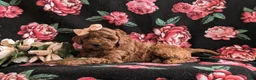 Mini Goldendoodle dogs for sale: Keira Hypoallergenic - Ad 4