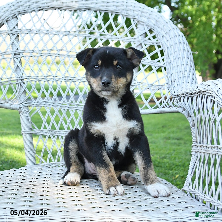 Mixed Breed dogs Mocha - Ad 1