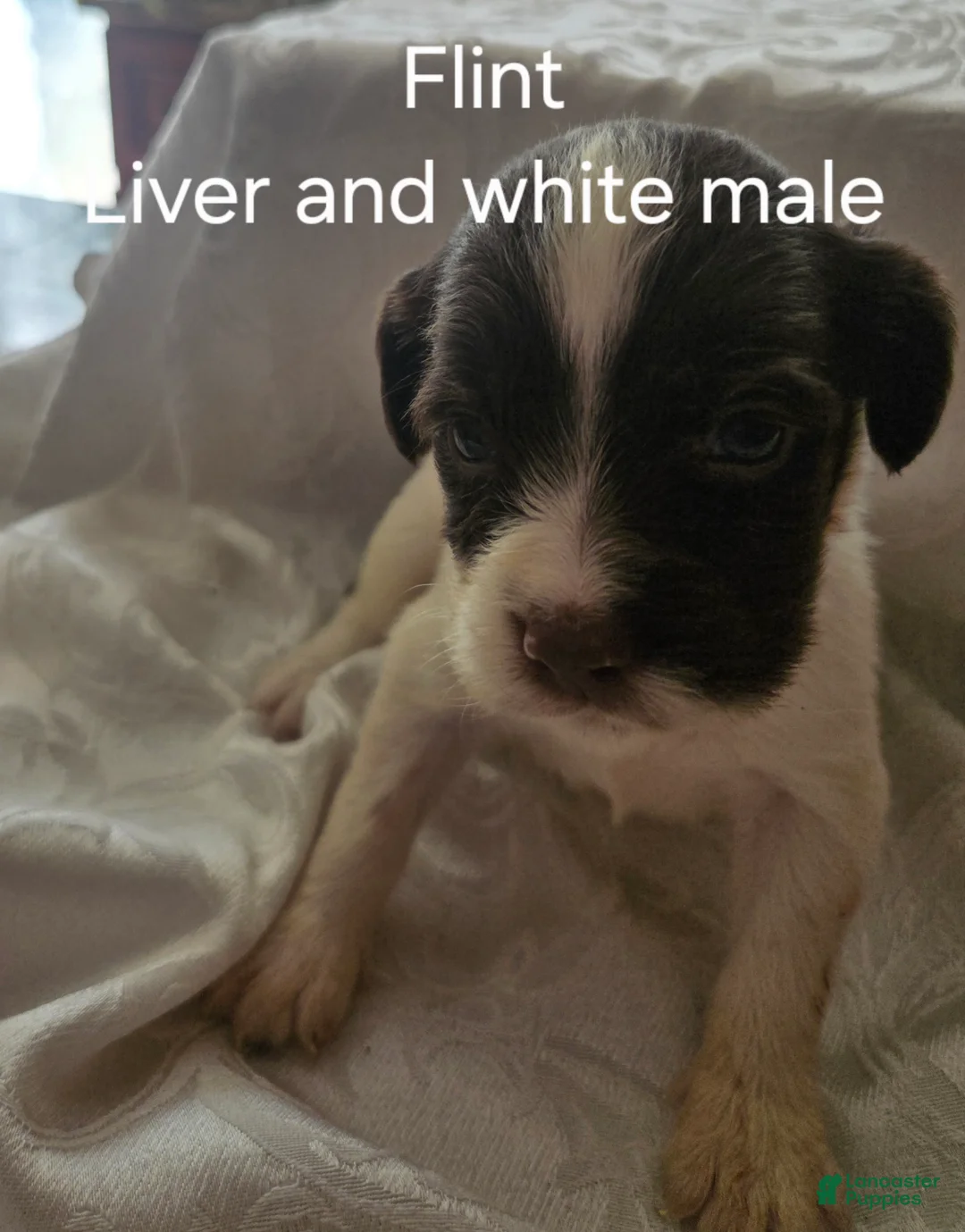 English Springer Spaniel dogs for sale: Flint - Ad 2